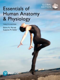 Essentials of Human Anatomy & Physiology (12th Global Edition)